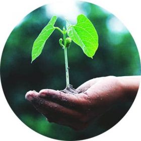 Hand Holding a Plant Hand holding a plant to show how much doTERRA cares about co-impact sourcing